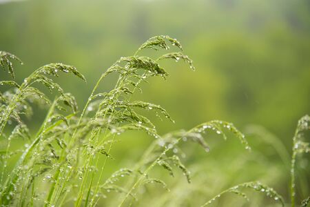 Green grass with drops of morning dew on a blurred background as a backdrop.