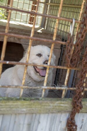 The alabai central asian shepherd dog sitting behind bars in an enclosure. Life of dogs in a...