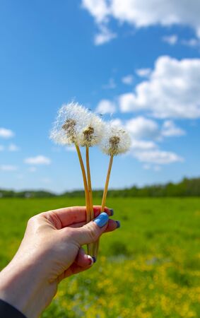 Vertical photo of a woman's hand with dandelions against a blue cloudy sky. Summer landscape.の写真素材