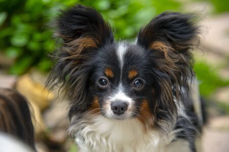 Portrait of a Papillon Purebreed Dog with big ears in a Grass Meadow .