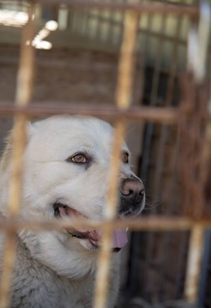 In the foreground is a blurred cage grid. The alabai central asian shepherd dog sitting behind bars...