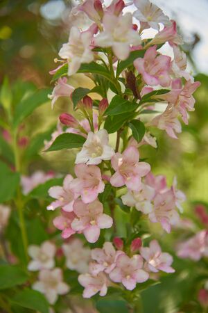 Photo of a Delicate blooming pink Weigel branch on a blurry green background as a backdrop. Flower backgroundの写真素材
