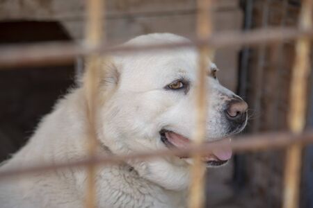 In the foreground is a blurred cage grid. The alabai central asian shepherd dog sitting behind bars in an enclosure. Life of dogs in a shelter.の写真素材