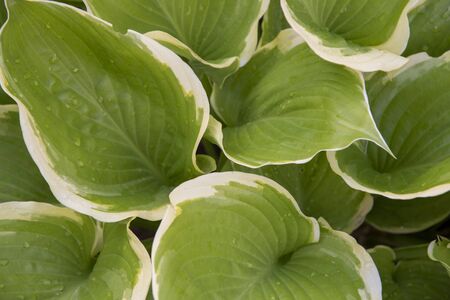 Full frame mottled textured leaves of Hosta with rain drops as the background. Natural backdrop, copy space for text, design.の写真素材