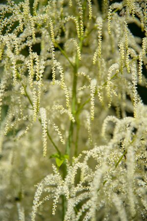 Selective focus full frame flower background. Volzhanka, Aruncus dioicus, white close-up, summer flowering. Copy space for text, design.の写真素材