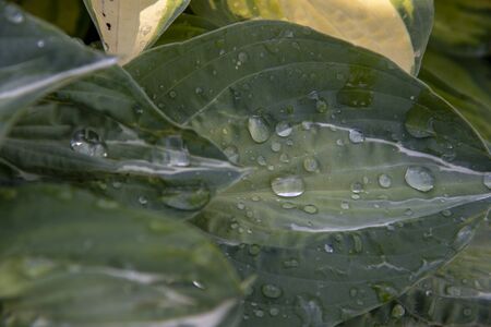 Full frame mottled textured leaves of Hosta with rain drops as the background. Natural backdrop, copy space for text, design.の写真素材