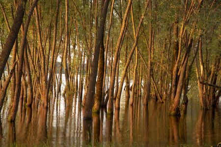 Textured tree trunks that grow out of the water and are reflected in it. The photo was taken using a long shutter speed. Natural background.の写真素材