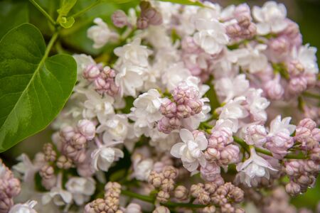 A branch of delicate pink Terry lilac with water drops close-up. Low depth of field, floral background, copy space for text.の写真素材