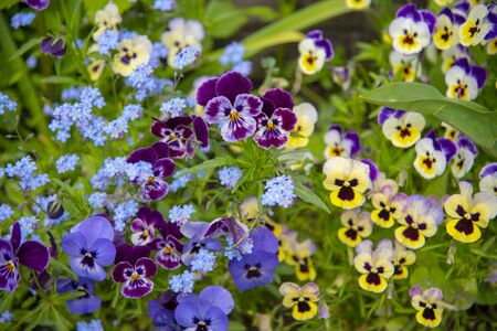 Full frame pansies as a backdrop. Floral bright background, copy space for text.の写真素材