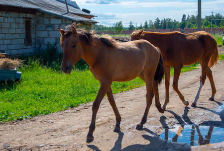 On a clear Sunny day, the Horses walk along the dirt road to the stables.の写真素材