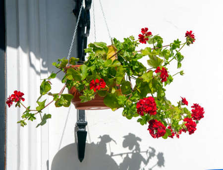 Bright red geraniums in pots against a white wall on a bright Sunny day.の写真素材