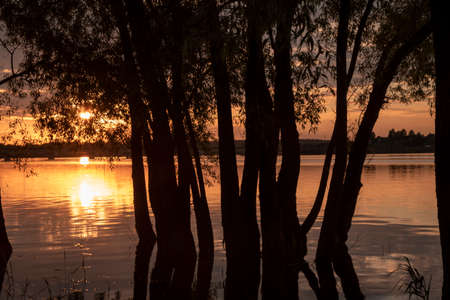 Dark silhouettes of trees against the background of the lake, which reflects the Golden sunset. Summer evening landscape.の写真素材