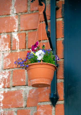 Bright summer flowers in a hanging pot against a brick wall.の写真素材