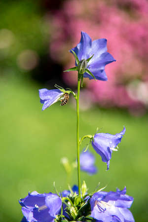 Blue garden bell with dew drops, illuminated by the rays of the sun. Flower background, copy space for text.の写真素材