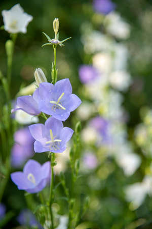 Blue garden bell with dew drops, illuminated by the rays of the sun.の写真素材