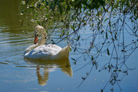 White Swan on the lake photographed through the branches of trees.の写真素材