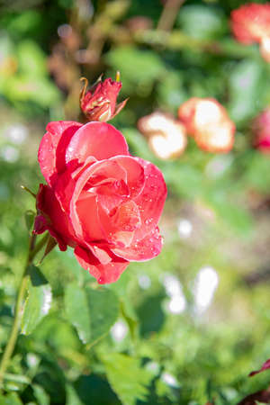 Vertical photo of a red rose in raindrops on a blurry background.の写真素材