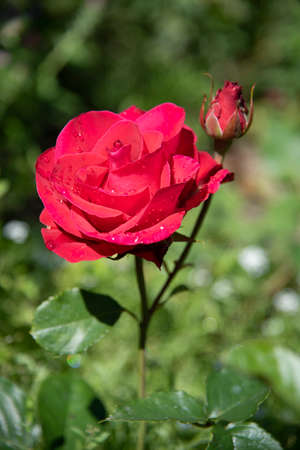 Vertical photo of a red rose in raindrops on a blurry background.の写真素材