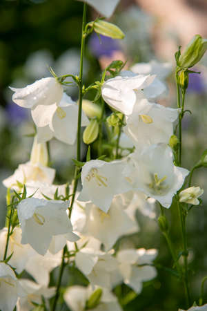 White garden bells in raindrops on a blurred background, illuminated by the sun.の写真素材