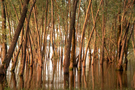 Textured tree trunks that grow out of the water and are reflected in it.の写真素材