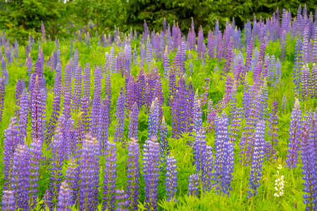 Lupin field. Bright purple lupines on a background of green foliage.の写真素材