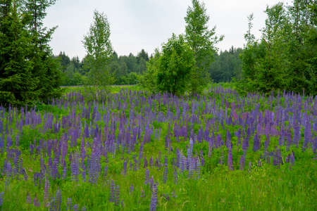 Lupin field. Bright purple lupines on a background of green foliage.の写真素材