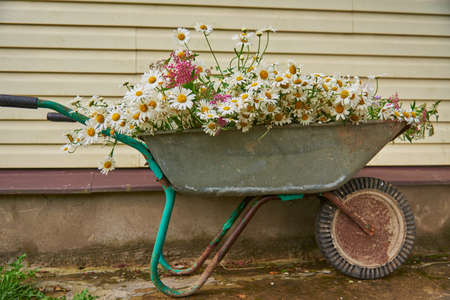 A garden wheelbarrow full of wild flowers .の写真素材