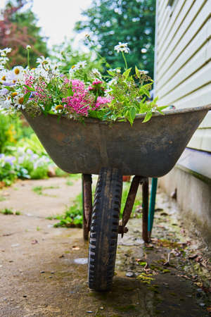 A garden wheelbarrow full of wild flowers .の写真素材