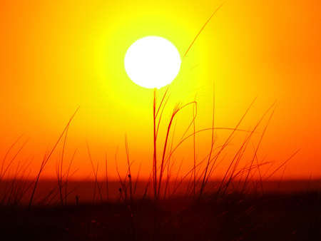 Slightly blurred abstract background.Grass against the background of a bright orange sunset and the bright disk of the setting sun.の写真素材