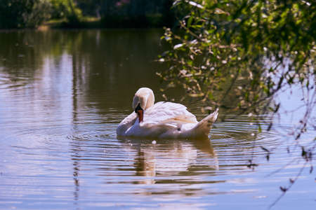 White Swan on the lake photographed through the branches of trees. Life of wild animals.の写真素材