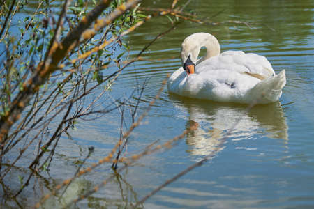 White Swan on the lake photographed through the branches of trees. Life of wild animals.の写真素材