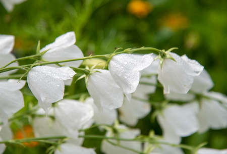 Especially the slightly blurred shot, selective focus. White garden bells in raindrops on a blurred background. Copy space for text, flower background.の写真素材