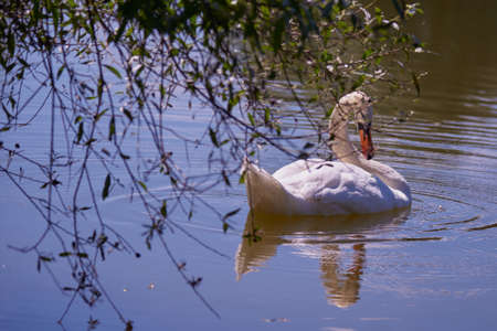 White Swan on the lake photographed through the branches of trees. Life of wild animals.の写真素材