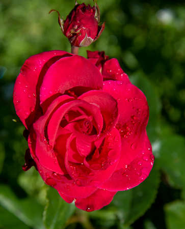 Vertical photo of a red rose in raindrops on a blurry background.の写真素材