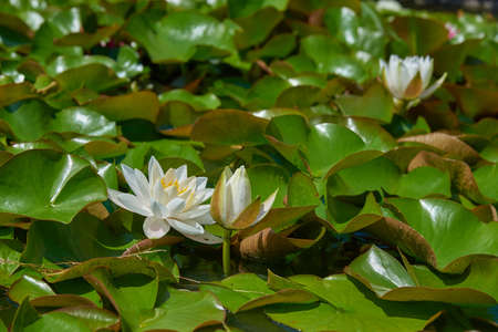 Full frame leaves and flowers of a white water Lily, illuminated by the sun.の写真素材