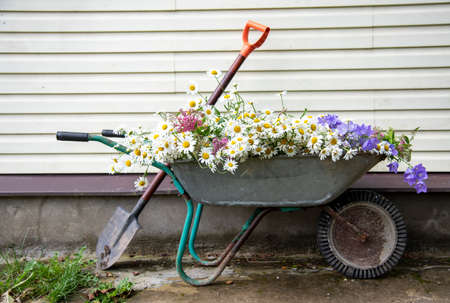 A garden wheelbarrow full of daisies stands against the wall .の写真素材
