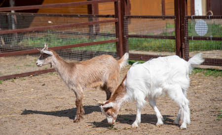 Two baby goats, white and brown, in a paddock on a livestock farm.の写真素材