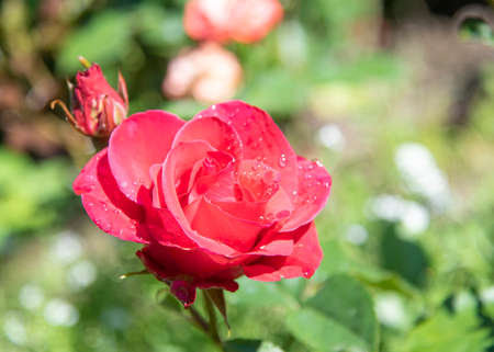 Horizontal photo of a red rose in raindrops on a blurry background.の写真素材