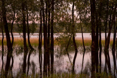 Willows grow out of the water, trunks reflected in the lake, lit by the setting sun.の写真素材