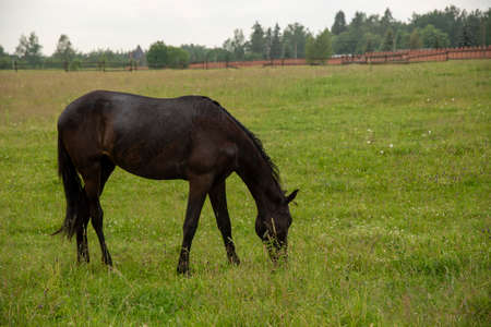 One brown young horse is grazing in a field.の写真素材