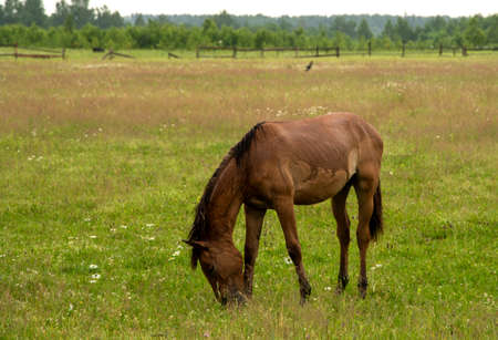 One brown young horse is grazing in a field.の写真素材