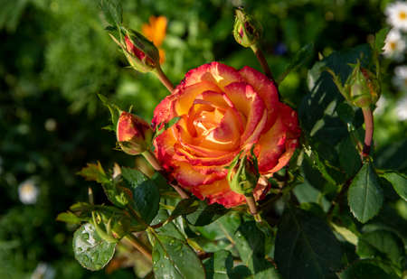 A bright orange rose flower surrounded by buds on a blurry green background. Greeting card, space for design.の写真素材