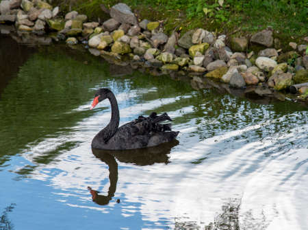 The black Swan on the pond is reflected in the surface of the water.の写真素材