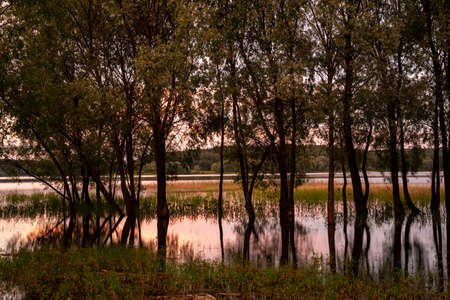 Evening summer landscape. Willows grow out of the water, trunks reflected in the lake, lit by the setting sun.の写真素材