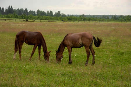 Two young foals graze in a green field.の写真素材