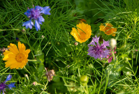 Full frame green foliage and bright multi-colored summer flowers with selective focus. Copy space for text, design. Flower background.の写真素材
