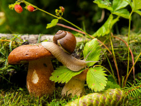 Photo from the series one day in the life of snails. A garden snail sits on a large wet mushroom, and another smaller mushroom grows nearby.の写真素材
