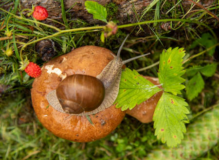 Photo from the series one day in the life of snails. A garden snail sits on a large wet mushroom, and another smaller mushroom grows nearby.の写真素材