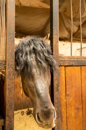 A gray Horse with a thick, curly black mane poked its muzzle out of a stall in the stable.の写真素材