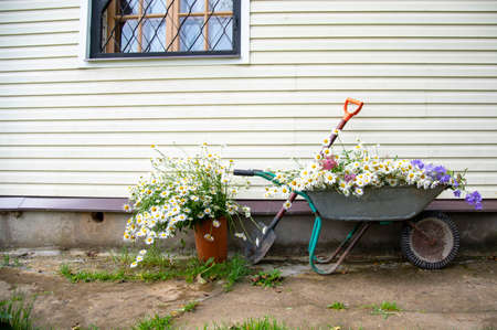 Garden tools and a Garden wheelbarrow full of flowers stand against the wall of the house.の写真素材